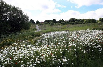 Boosting biodiversity and reducing flood risk Image